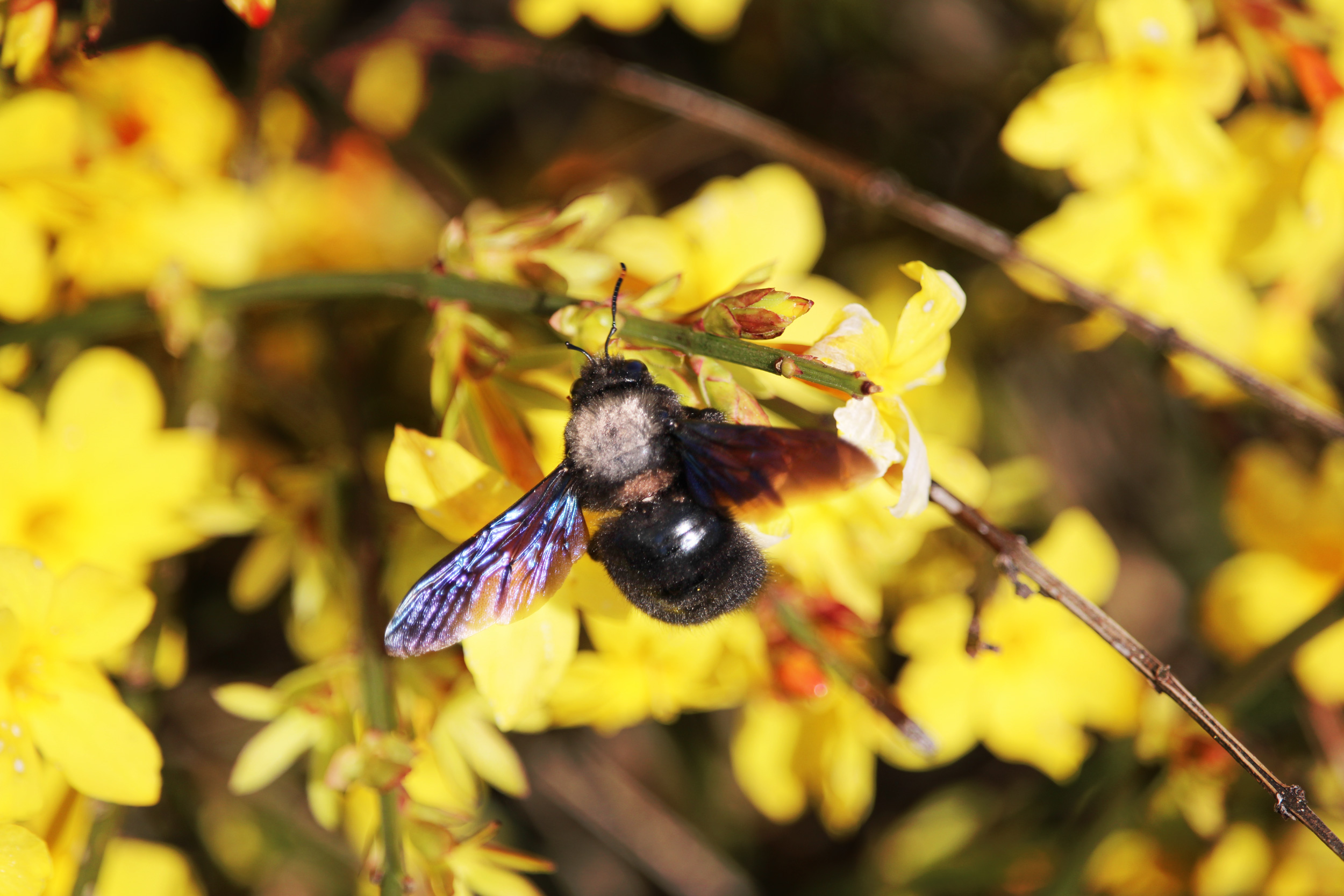 Blauschwarze Holzbiene