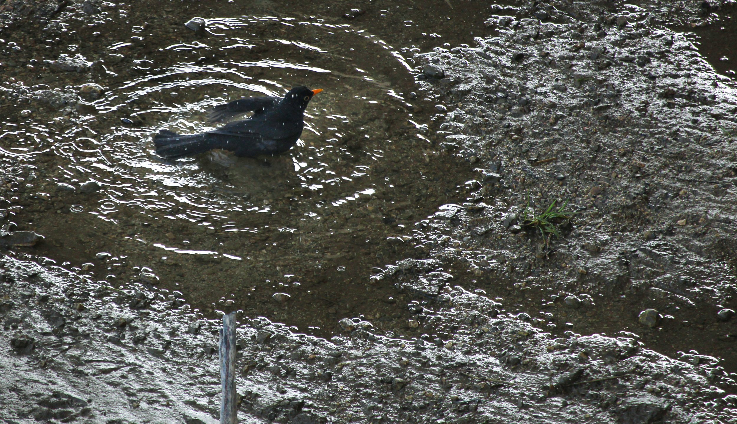 Amsel
