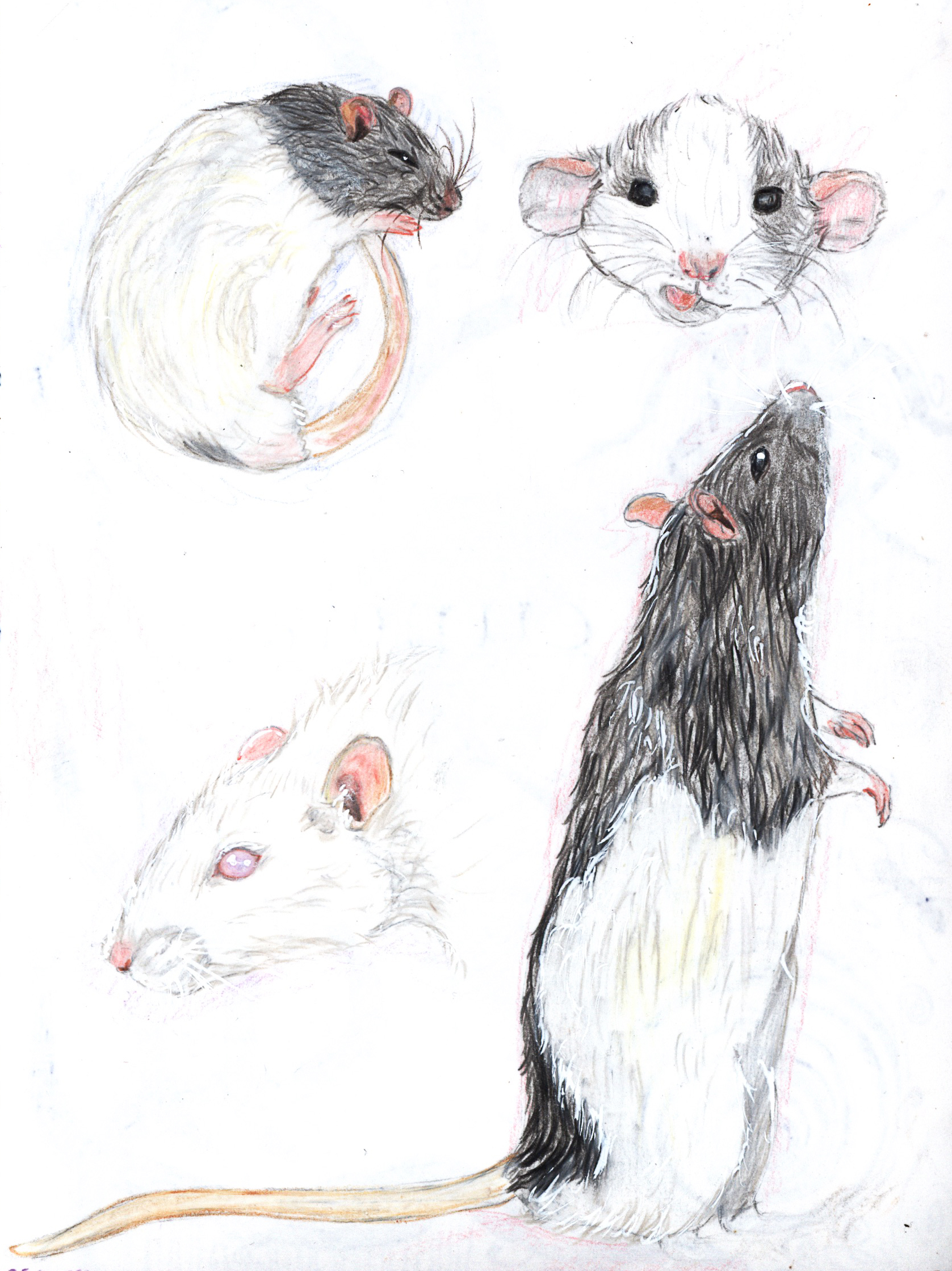Ratten mit Buntstiften