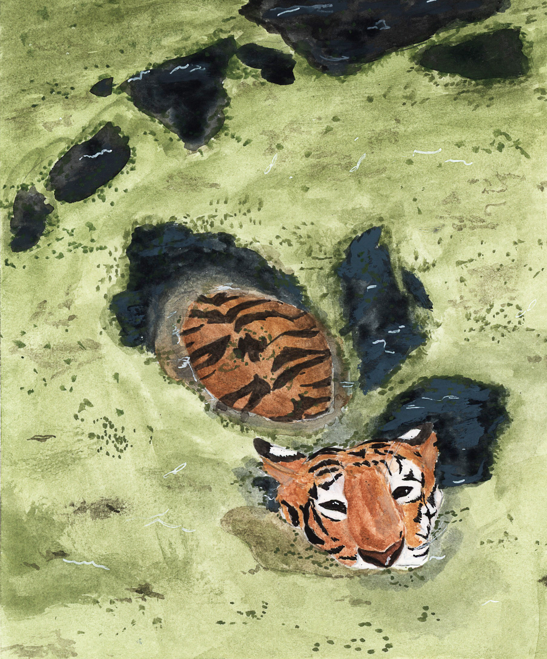 Tiger mit Gouche