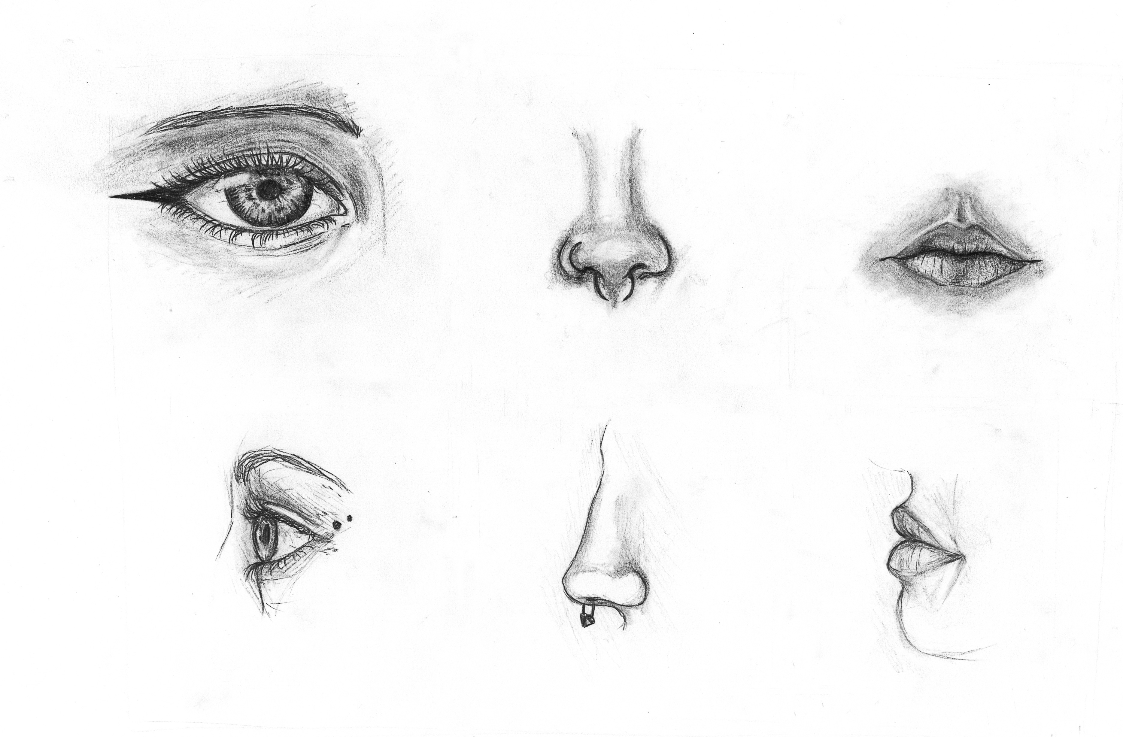 Anatomie des Gesichts